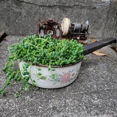 グリーンネックレス　多肉植物　ホーロー鉢付き
