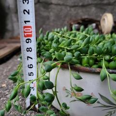 グリーンネックレス　多肉植物　ホーロー鉢付きの画像