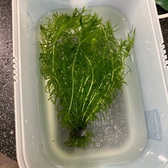 水草（アナカリス）