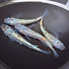 めだか　ユリシスパラディーゾ