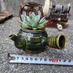 エケベリア属　多肉植物　鉢付きの画像