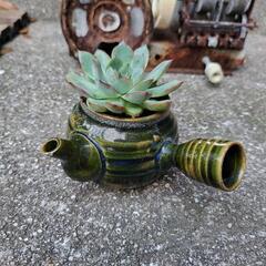 エケベリア属　多肉植物　鉢付き