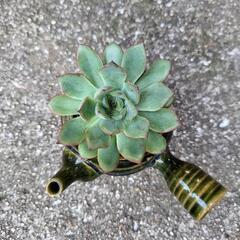 エケベリア属　多肉植物　鉢付きの画像
