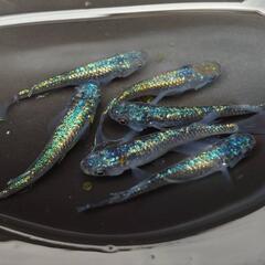 めだか　ネプチューン