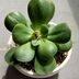 ランキングキーワードに紐づく投稿画像-多肉植物