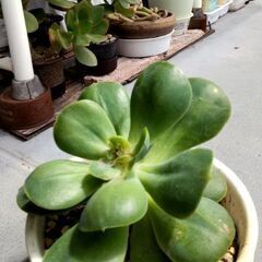 <<NEW>>【大型多肉植物】径15cmエケベリア『ピーチブリデ』（PBD500C）の画像
