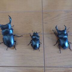 国産オオクワガタ♂2匹♀1匹セットの画像