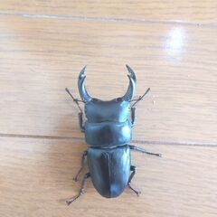 国産オオクワガタ♂2匹♀1匹セットの画像