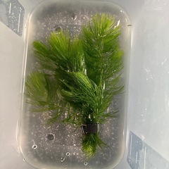 水草（マツモ）