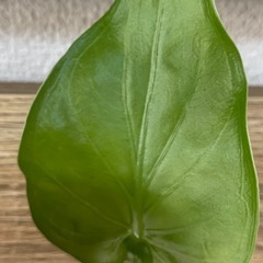 クワズイモ（滴水観音）の画像