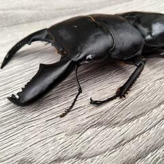 スマトラオオヒラタクワガタの画像