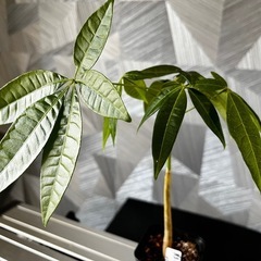 【観葉植物】✨メチャ🉐実生パキラ✨【No.2】の画像