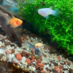 熱帯魚
の画像