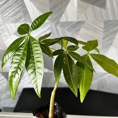 【観葉植物】✨メチャ🉐実生パキラ✨【No.3】の画像