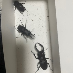 カブトムシ、クワガタの画像