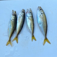 マメアジ9尾、ベラ1尾の画像