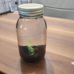 メダカのボトルアクアの画像