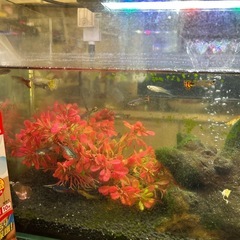 水槽1式、グッピーなど の画像