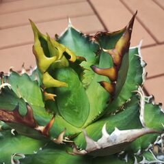 ◆値下げしました◆　アガベ　レッドキャットウィーズル　赤猫　チタノタ　鉢植え　観葉植物の画像