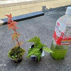 シダ紅葉他/北区から