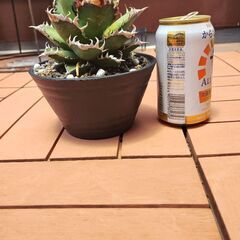 ◆値下げしました◆　アガベ　レッドキャットウィーズル　赤猫　チタノタ　鉢植え　観葉植物の画像