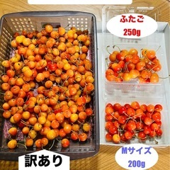 さくらんぼ　紅秀峰