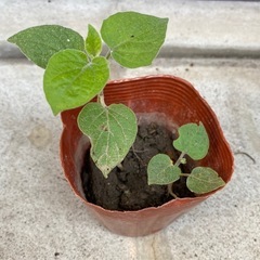 食べるほおずき苗2本入