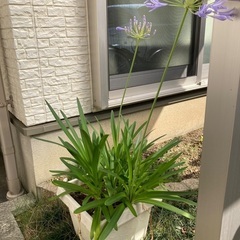 夏にピッタリ！涼しげな花、玄関先にぜひ！