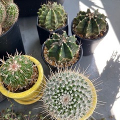 観葉植物、サボテン多め🌵の画像