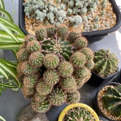 観葉植物、サボテン多め🌵の画像