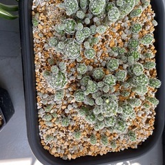 観葉植物、サボテン多め🌵の画像