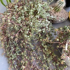 観葉植物、サボテン多め🌵の画像