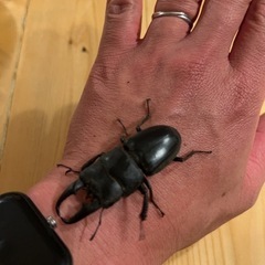 ヒラタクワガタ　60mm　オスの画像