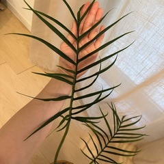 フィロデンドロン　トータムの画像