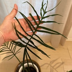 フィロデンドロン　トータムの画像