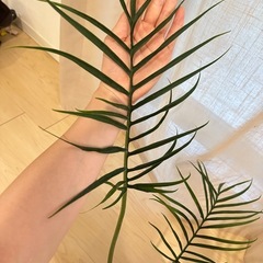 フィロデンドロン　トータムの画像