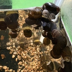 水槽の苔取り名人。イシマキガイです。の画像