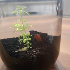 メダカのボトルアクアの画像