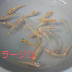 ミラージュ（メダカ）１０匹の画像