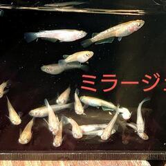 ミラージュ（メダカ）１０匹の画像