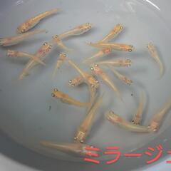 ミラージュ（メダカ）１０匹の画像