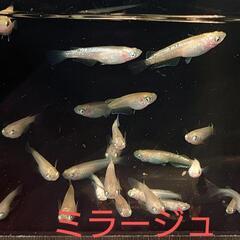 ミラージュ（メダカ）１０匹