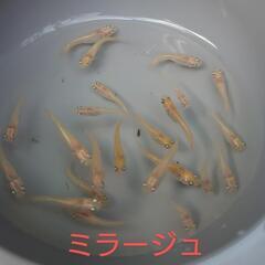 ミラージュ（メダカ）１０匹の画像