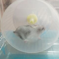 ジャンガリアンスノーホワイトハムスター里親募集