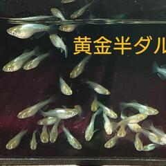 黄金光半ダルマ（メダカ）10匹の画像