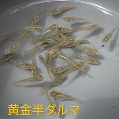 黄金光半ダルマ（メダカ）10匹の画像