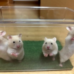 【子ハム】ゴールデンハムスター（クリームバンデッド)3匹🐹