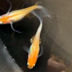 松井ヒレ長三毛猫紅白の卵の画像
