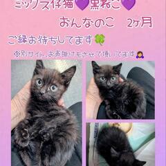 🍀😻ミックス仔猫😻黒ちゃん💕2ヶ月🎂♀ご縁待ってます🍀