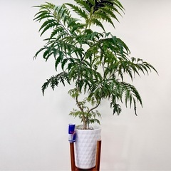 観葉植物　ポリシャス造形バージョン　陶器バ鉢付きの画像